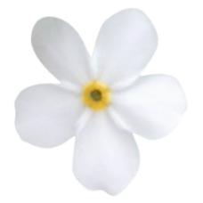 Незабудка Bellamy White