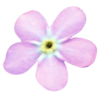 Незабудка Bellamy Pink