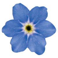 Незабудка Bellamy Blue