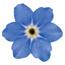 Незабудка Bellamy Blue