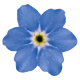 Незабудка Bellamy Blue