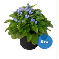 Незабудка Bellamy Light Blue