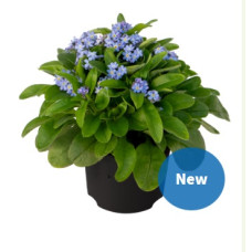 Незабудка Bellamy Light Blue