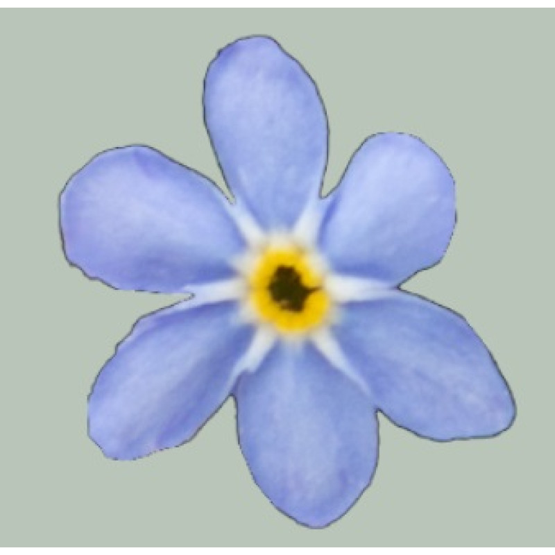 Незабудка Bellamy Light Blue
