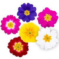 Примула бесстебельная Dania All Colour Mix