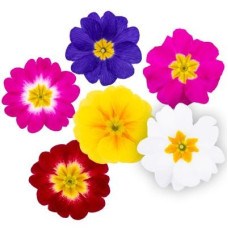 Примула бесстебельная Dania All Colour Mix