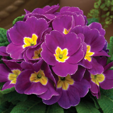 Примула Primera™ Violet Shades