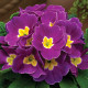 Примула Primera™ Violet Shades