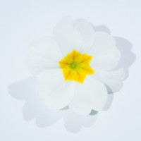 Примула Primera™ White