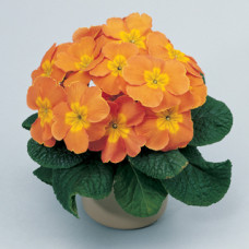 Примула Primera™ Orange
