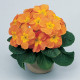 Примула Primera™ Orange
