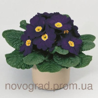 Примула Primera™ Blue