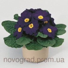 Примула Primera™ Blue