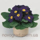 Примула Primera™ Blue