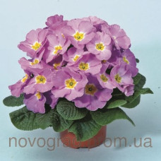 Примула Primera™ Lavender Shades