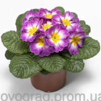Примула Primera™ Lilac Flame