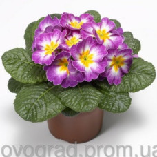 Примула Primera™ Lilac Flame
