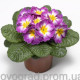 Примула Primera™ Lilac Flame