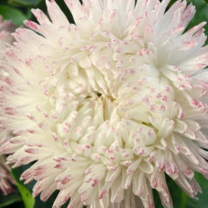 Маргаритка Bam Bam: White Blush