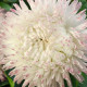Маргаритка Bam Bam: White Blush