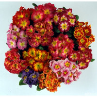  Примула Bellissima F1 Bicolour & Tricolour Mixed