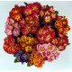 Примула Bellissima F1 Bicolour & Tricolour Mixed