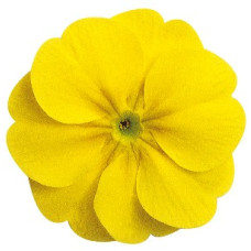 Примула бесстеб. Danova: Lemon Yellow