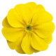 Примула бесстеб. Danova: Lemon Yellow