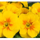 Примула бесстеб. Danova: Yellow with Eye