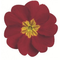 Примула бесстеб. Danova: Red & Rose Shades