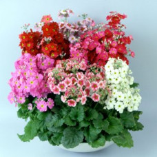  Примула Fair Lady Mixed