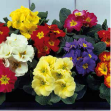  Примула Grandissima F1  Bicolour & Tricolour Mixed