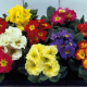 Примула Grandissima F1  Bicolour & Tricolour Mixed