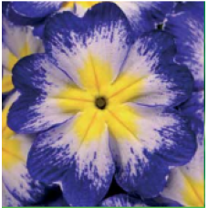 Примула бесстебельная Fruh Blue Flame