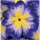 Примула бесстебельная Fruh Blue Flame