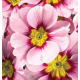 Примула бесстебельная MF Appleblossom