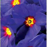 Примула бесстебельная MF Blue With Red Eye