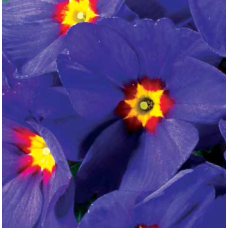 Примула бесстебельная MF Blue With Red Eye