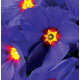 Примула бесстебельная MF Blue With Red Eye