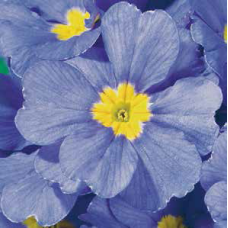 Примула бесстебельная MF Clear Blue