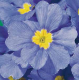 Примула бесстебельная MF Clear Blue