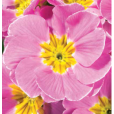 Примула бесстебельная MF Clear Pink