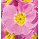 Примула бесстебельная MF Clear Pink