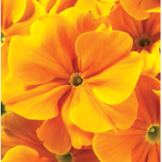 Примула бесстебельная MF Gold Orange 