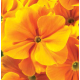 Примула бесстебельная MF Gold Orange