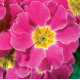 Примула бесстебельная Fruh Pink Paste