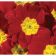 Примула бесстебельная MF Red