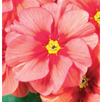 Примула бесстебельная MF Springsun Orange 