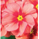 Примула бесстебельная MF Springsun Orange