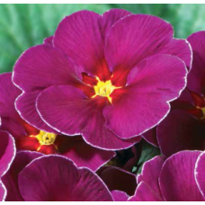 Примула бесстебельная MF Springsun Violet 